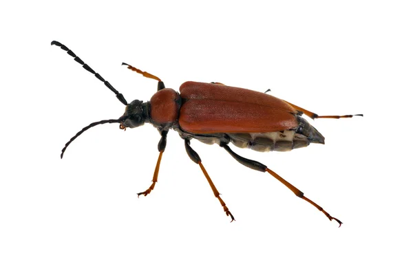 Red bug isolated on white — Stock Photo, Image