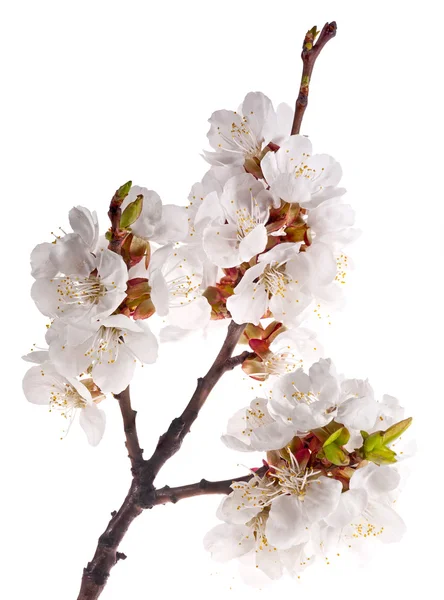 Leichter Sakura-Zweig auf weiß — Stockfoto