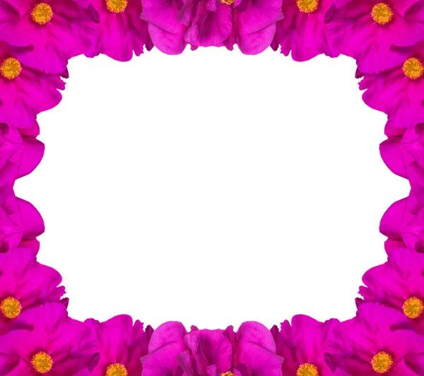 흰색 절연 핑크 질 레 꽃 프레임 — 스톡 사진