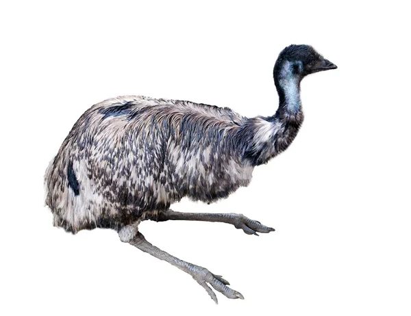 Único emu aislado en blanco —  Fotos de Stock