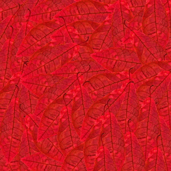 Achtergrond van donkere rode bladeren — Stockfoto