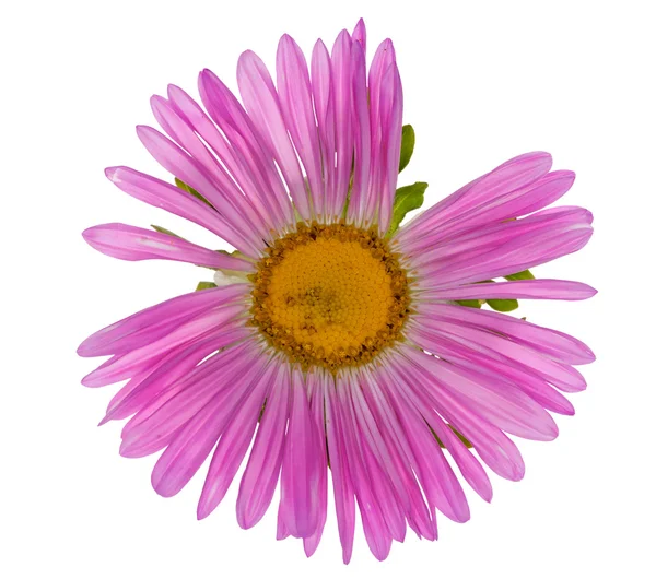Rosa isolierte Blume mit vielen Blütenblättern — Stockfoto