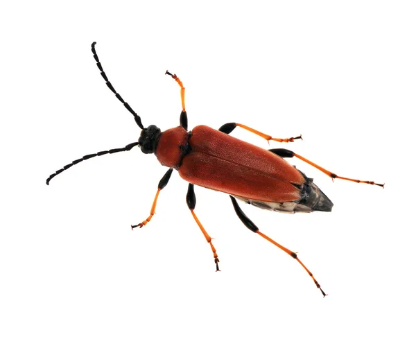 Grande insetto isolato rosso — Foto Stock