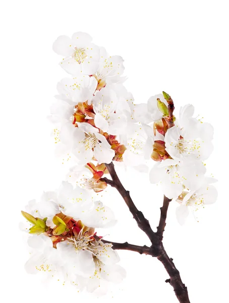 Heller Sakura-Zweig isoliert auf weiß — Stockfoto