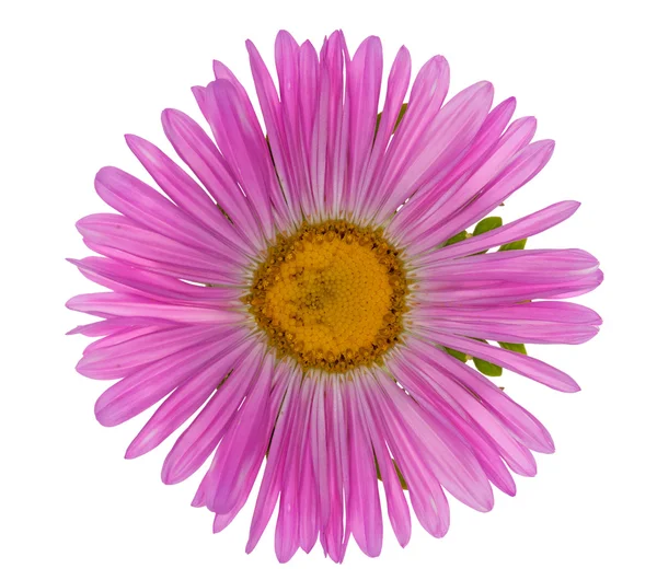 Roze kleine bloem met vele bloemblaadjes — Stockfoto