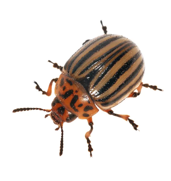 Isolated colorado potato beetle — Stock Photo, Image