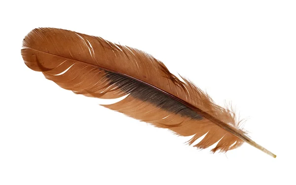 Ginger rooster feather on white — Stock Photo, Image