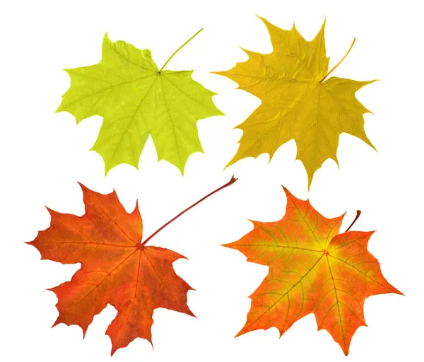 Four maple leaves collection on white — Stock Photo, Image