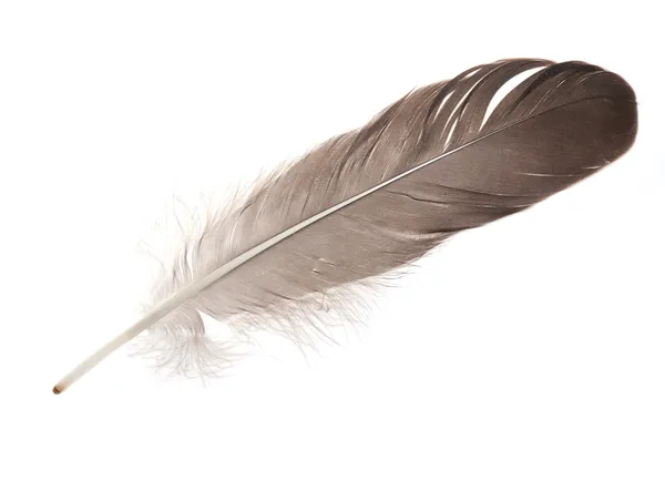 Isolated dark grey feather — Stock Photo, Image