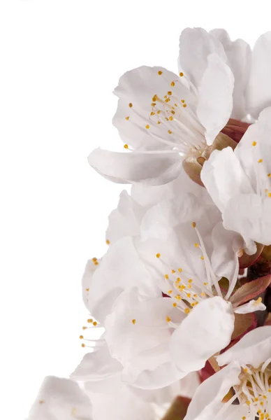 Izolované sakura květiny close-up — Stock fotografie