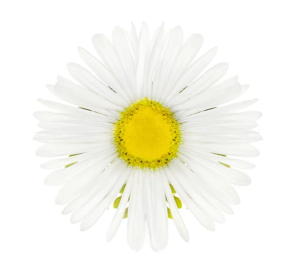Witte kleine bloem met vele bloemblaadjes — Stockfoto