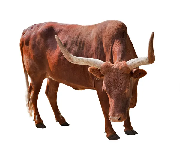 Бурый бык с большими рогами — стоковое фото