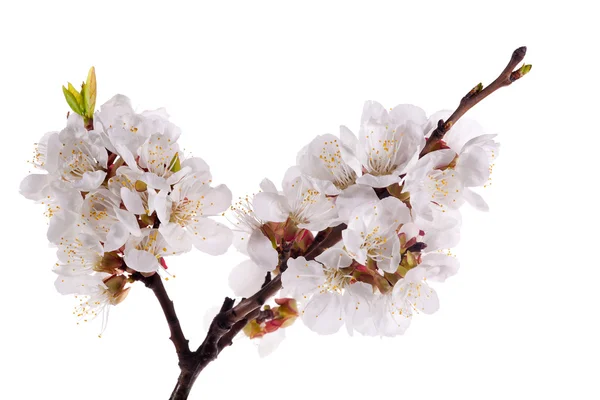 Light isolated sakura branch — Stock Photo, Image