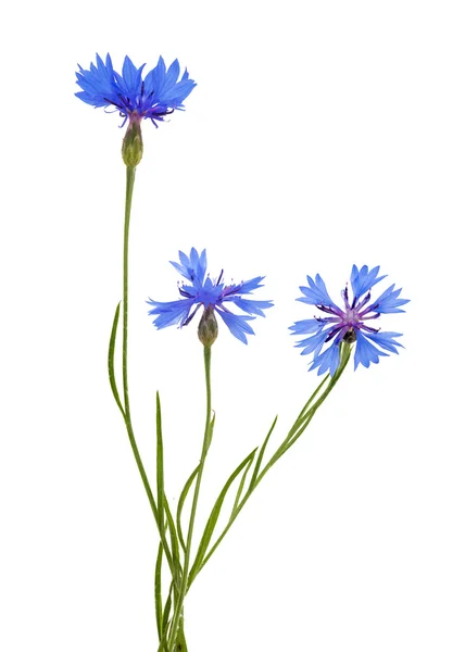 Isolerade tre blå cikoria blommor — Stockfoto