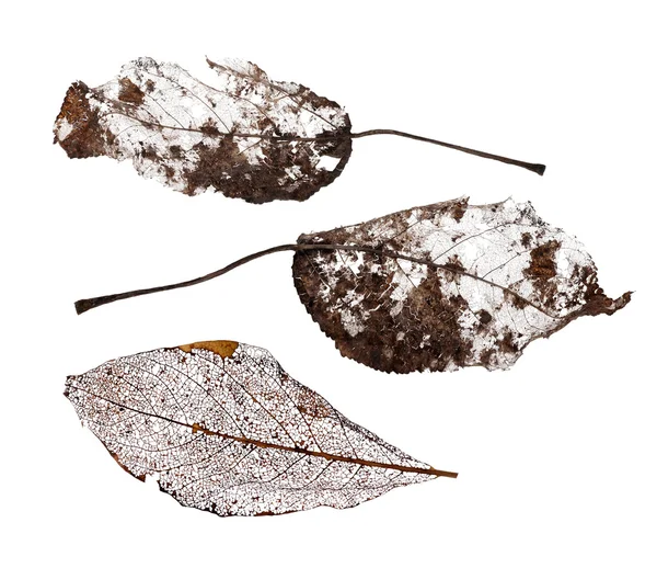 3 つの茶色の枯れ葉 — ストック写真