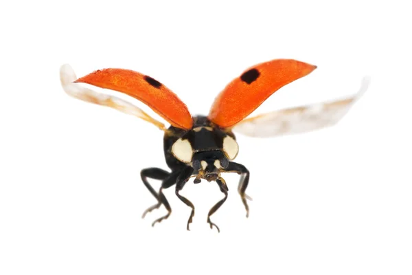Vereinzelt fliegender roter Marienkäfer — Stockfoto