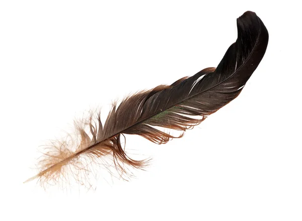 Black and brown feather isolated on white — Stock Photo, Image
