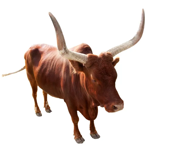 วัวตัวเดียวที่มีเขาใหญ่ — ภาพถ่ายสต็อก