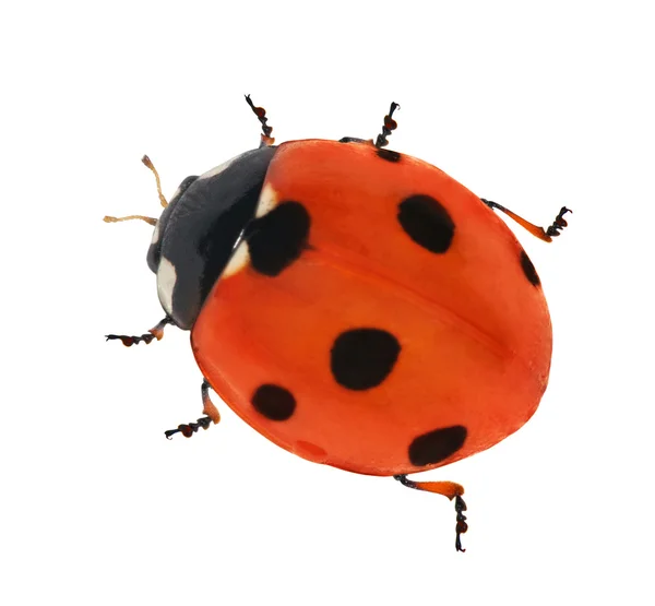 Red seven ponts ladybird — Stock Photo, Image