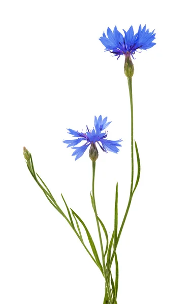 Isolierte blaue Chicorée-Blüten — Stockfoto