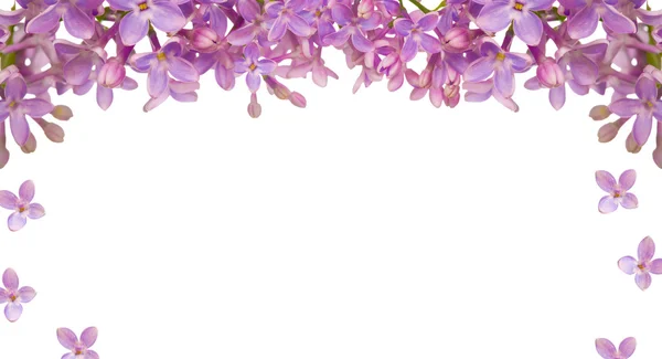 Fiore lilla cornice isolata — Foto Stock