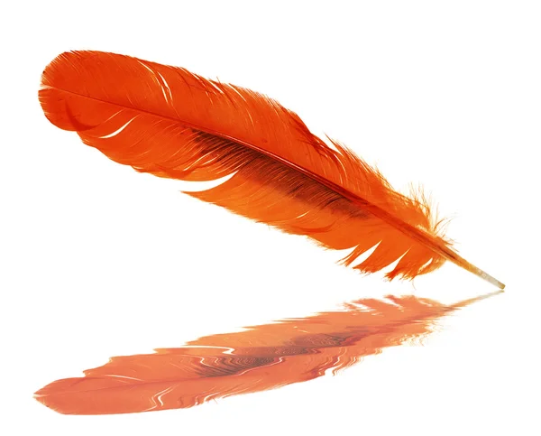 Red rooster feather with reflection — Stock Photo, Image