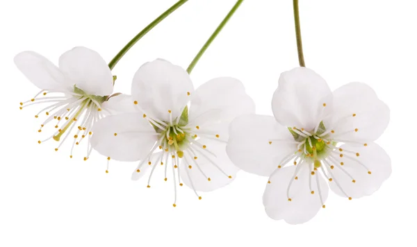 Tres flores de cerezo aisladas —  Fotos de Stock