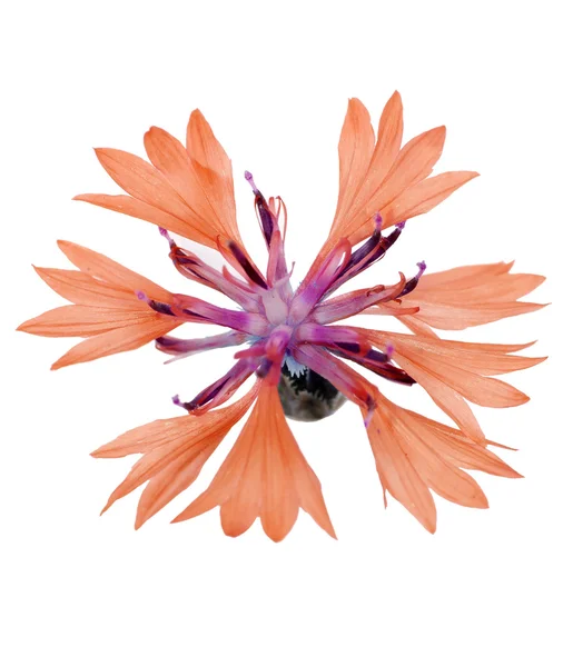 Одинарна помаранчева квітка ізольована на білому — стокове фото