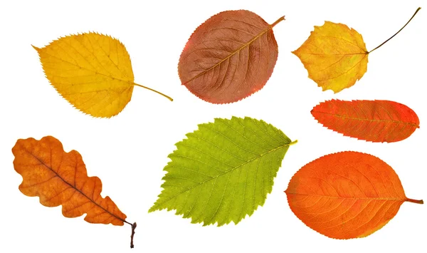Collezione di sette foglie su bianco — Foto Stock
