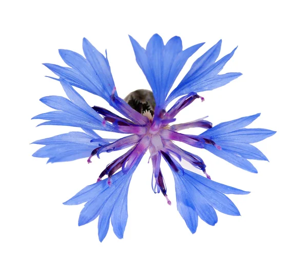 Enkele blauwe cichorei bloem geïsoleerd op wit — Stockfoto