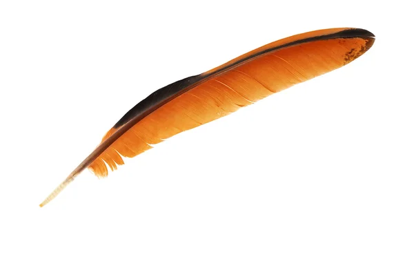 Black and orange rooster feather — Stock Photo, Image