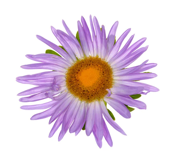 紫罗兰色花白色上孤立 — 图库照片