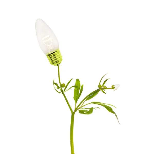 Lámpara que crece a partir de tallo verde en blanco — Foto de Stock
