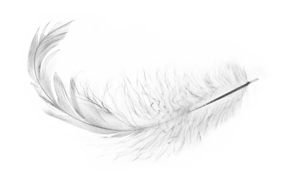 Одинарне ізольоване пташеня перо — стокове фото