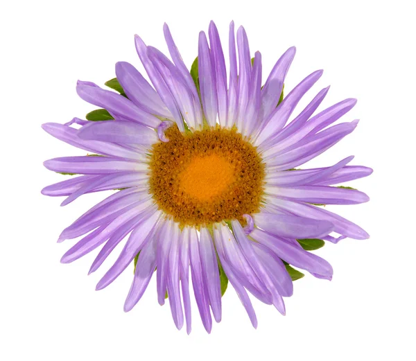 Isolated violet color flower — Stock Photo, Image
