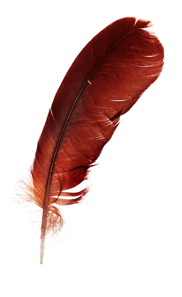 暗红色的一根羽毛 — 图库照片