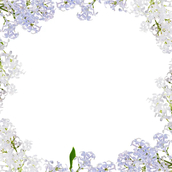 Marco de flores lila claro en blanco —  Fotos de Stock