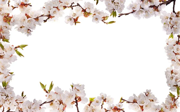Sakura fleurs cadre isolé — Photo