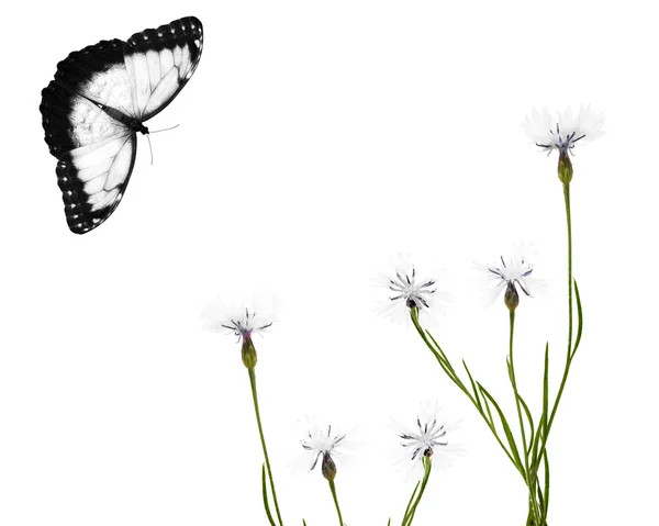 White chicory flowers and butterfly — Stock Photo, Image