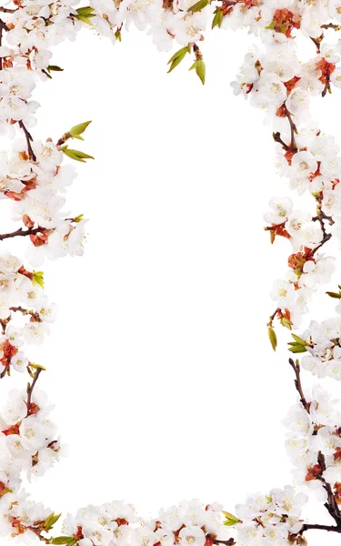 Sakura flores blancas marco aislado —  Fotos de Stock