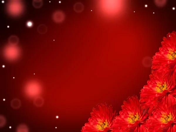 花と濃い赤の背景 — ストック写真