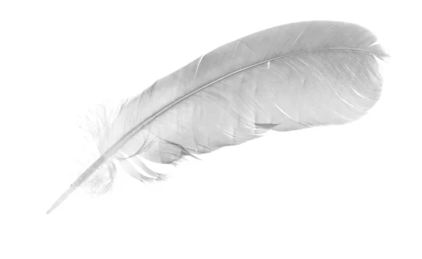 淡灰色孤立单个羽毛 — 图库照片