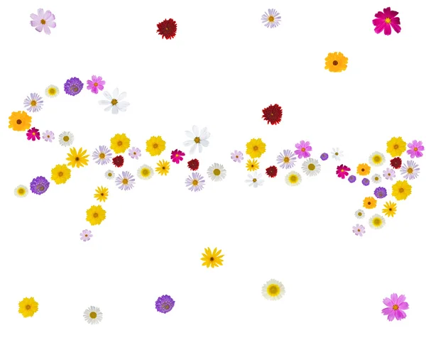 Jarní květiny na bílém — Stock fotografie
