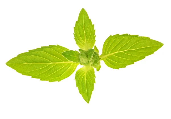 Isolated fresh mint leaves — Stock Photo, Image