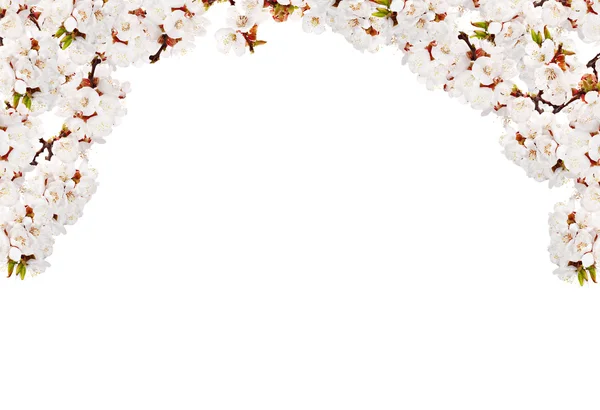 桜の木の白い花半分フレーム — ストック写真