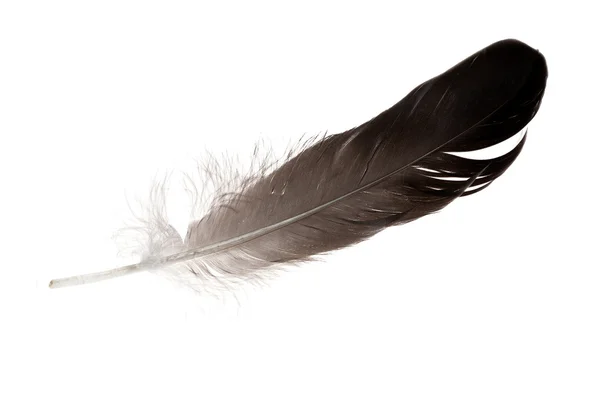Singke isolated black feather — Stock Photo, Image