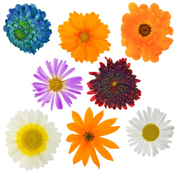 Oito jardim flores isoladas — Fotografia de Stock