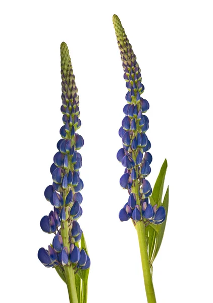 Blaue Lupinen Blüten isoliert auf weiß — Stockfoto