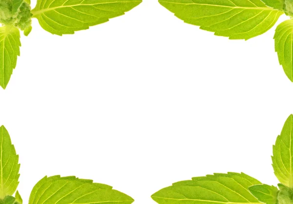 Green mint leaves frame isolated on white — Stock Photo, Image