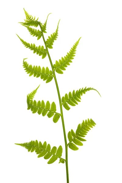 在白色单年轻绿色蕨类植物 — 图库照片